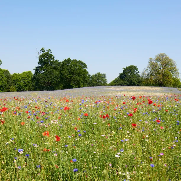 The Meadow at Coworth Park in the Summer