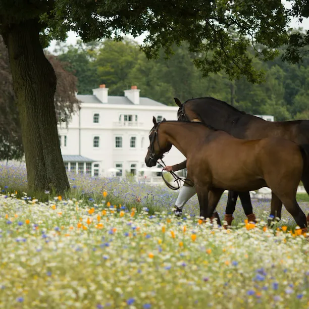 Horses in meadow at Coworth Park Hotel, Ascot